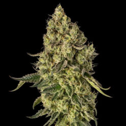 Peach Cake Silent Seeds x Cookies