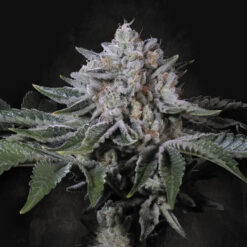 Peach Frosting  5 u. fem. Paradise Seeds Limited Edition