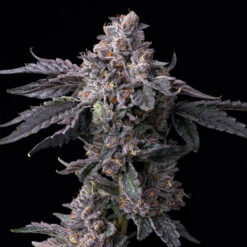 Permanent Marker x Triple Scoop  6 u. fem Cookies Seed Bank