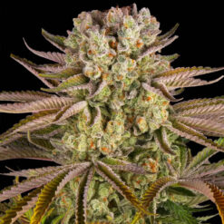 Pineapple Express 25 u. fem Barney´s