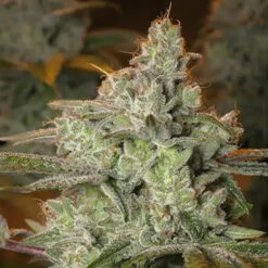 Pineapple Fruit x Alien Rock 3+1 u. fem. Vision Seeds