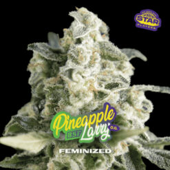 Pineapple Larry OG  fem BSF Seeds