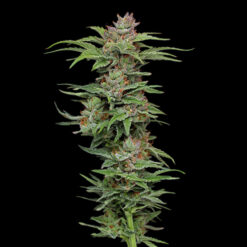 Pineapple Muffin fem Humboldt Seeds Company