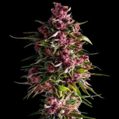 Pink Empire 10 u. fem Empire Seeds
