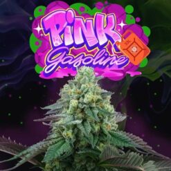 Pink Gasoline 3+1 u. fem Perfect Tree