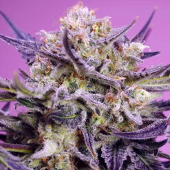 Pink Guava  F1 Fast Version 100 u. fem. Granel Profesionales Sweet Seeds