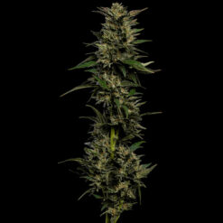 Pistachio fem Humboldt Seeds Company