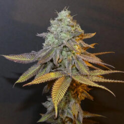 Planet Express   Bask Triangle Farms