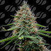 Poison Cookies Limited Editon  Original Sensible