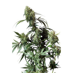 Power Plant fem. Dutch Passion