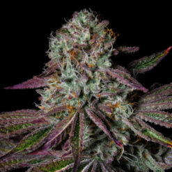 Pure Glitter  fem Pure Instinto