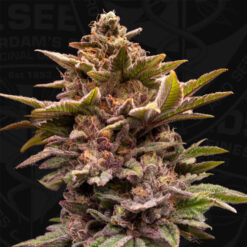 Pure Lemon Cherry  6+1 u. fem. 420 Limited Pack T.H. Seeds