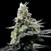 Purple Kosher  3 u. fem. DNA Genetics