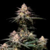 Purple Lemonade Fast Flowering fem. FastBuds Seeds