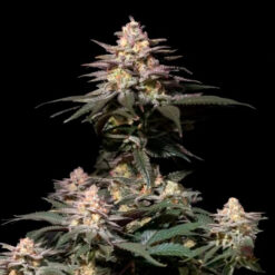 Purple Lemonade Fast Flowering fem. FastBuds Seeds