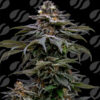 Purple Overload  5 u. fem. Original Sensible