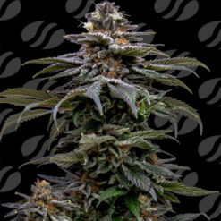 Purple Overload  5 u. fem. Original Sensible