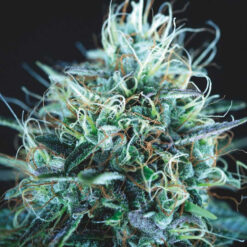 Purple Urkle x Blue Pyramid  5 u. fem. Pyramid Seeds Gold Line