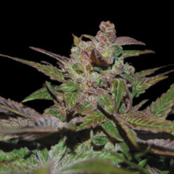 Purple Wreck  3 u. fem. DNA Genetics
