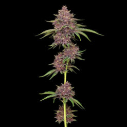 Purpz Feminized fem Humboldt Seeds Company