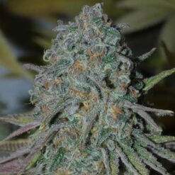 RainBoof   Bask Triangle Farms