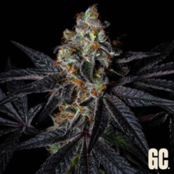 Rainbow Apples  Grand Cru Genetics
