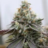 Rainbow Sherbert x Spritzer 3+1 u. fem. Vision Seeds