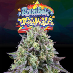 Rainbow Triangle 3+1 u. fem Perfect Tree