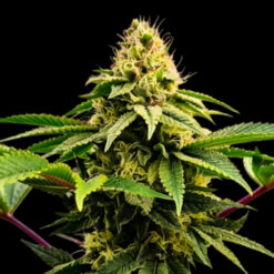 Rasjelly PamQueen 5 u. fem Gratefull Seeds