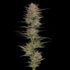 Raspberry Parfait fem Humboldt Seeds Company