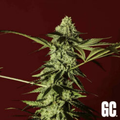 Red Prince  Grand Cru Genetics