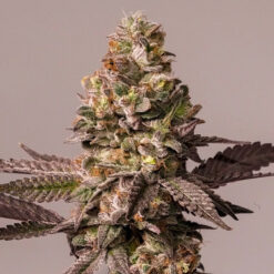 Red Tropicana Cookies   5 u. fem. Dutch Passion Limited Edition