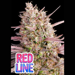 Redline   fem Anesia