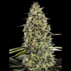 Runtz Triploid 100 u. fem. Advanced Seeds