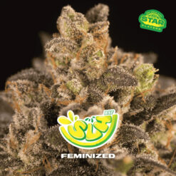 SLH - Super Lemon Haze  fem BSF Seeds