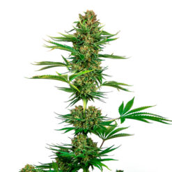Satin Black Domina CBD fem. Sensi Seeds