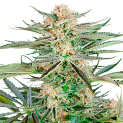 Screwdriver OG fem. Sensi Seeds Research