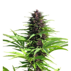 Shaman fem. Dutch Passion