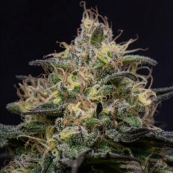 Silly Hills  fem Triploid Seeds