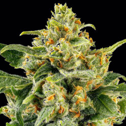 Skunk #1   Reg. Barney's