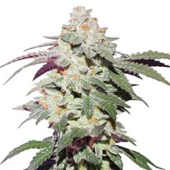 Skywalker Haze fem. Dutch Passion