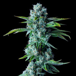 Skywalker Kush  3 u. fem. DNA Genetics