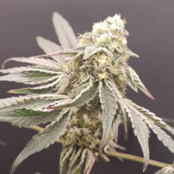 Slurpicle #11 - 4 u. Seeds of Anarchy