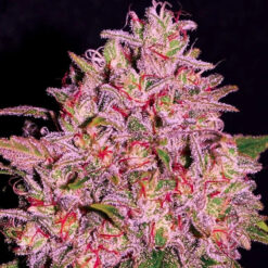 Slurty 10 u. fem Empire Seeds