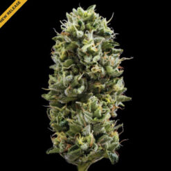 Snack Pack  3 u. fem. DNA Genetics