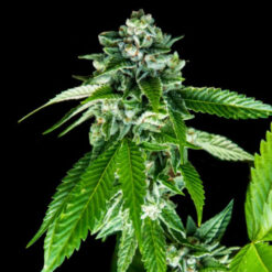 Sorbet Dreams  3 u. fem. DNA Genetics