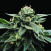 Sorbet Stash  3 u. fem. DNA Genetics
