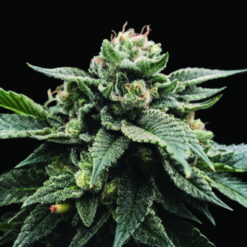 Sorbet Stash  3 u. fem. DNA Genetics