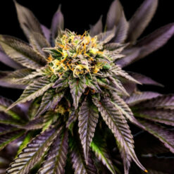 Soul Berry  3 u. fem Limited Edition Gratefull Seeds