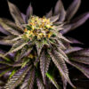 Soul Berry  5 u. fem Limited Edition Gratefull Seeds